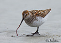 Calidris mauri